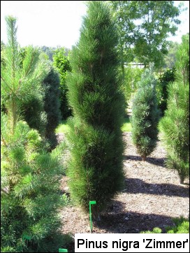 Pinus nigra 'Zimmer'