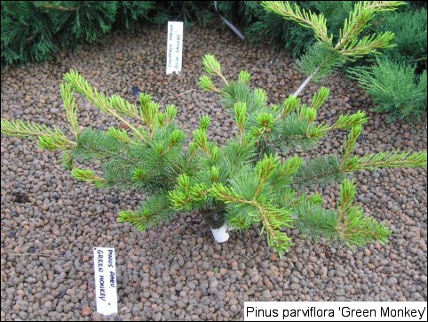 Pinus parviflora 'Green Monkey'