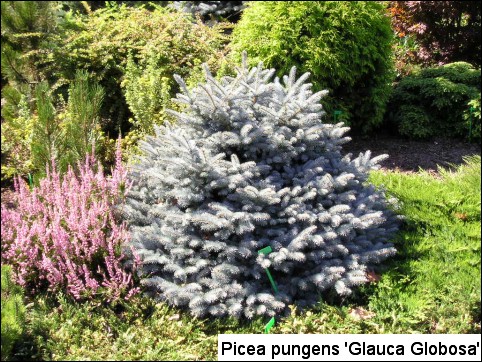 Picea pungens 'Glauca Globosa'