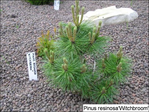 Pinus resinosa 'Witches Broom'