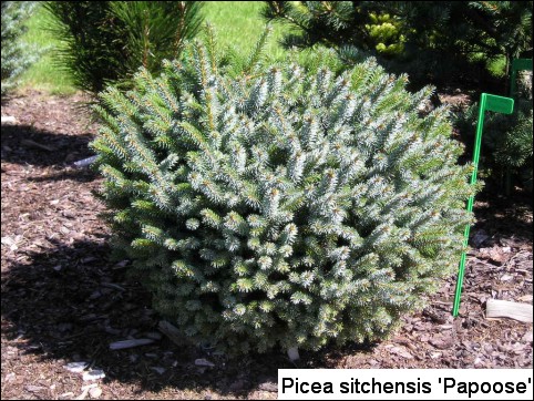 Picea sitchensis 'Papoose (Tenas)'