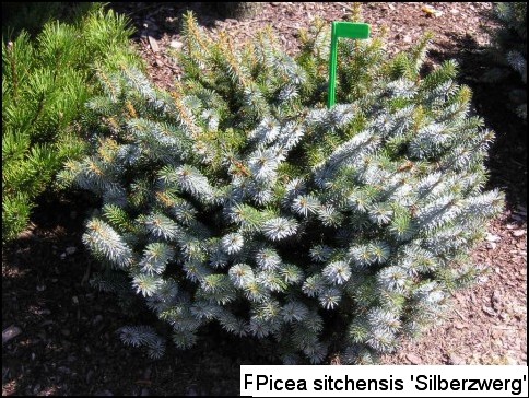 Picea sitchensis 'Silberzwerg'