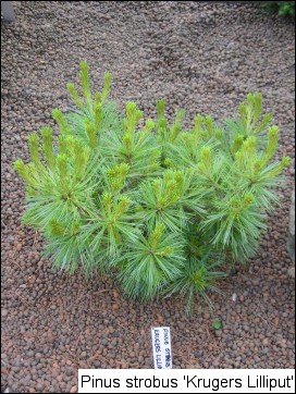 Pinus strobus 'Krügers Lilliput'