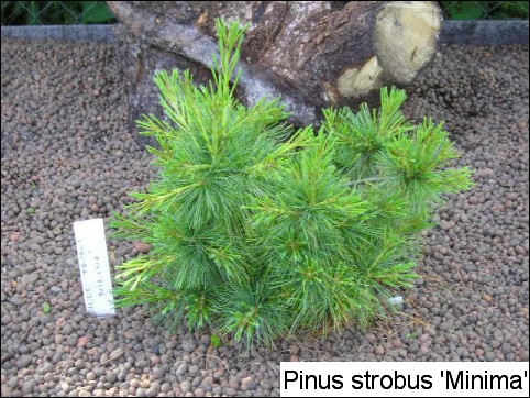 Pinus strobus 'Minima'