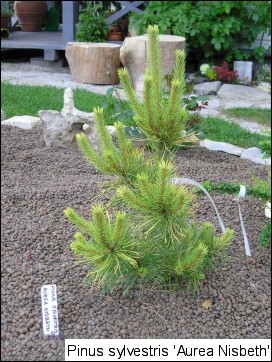 Pinus sylvestris 'Aurea Nisbet'
