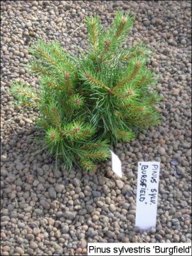 Pinus sylvestris 'Burghfield'