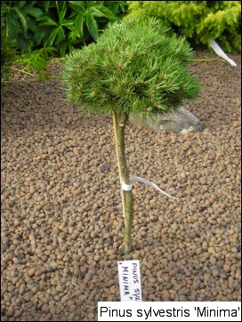 Pinus sylvestris 'Minima'