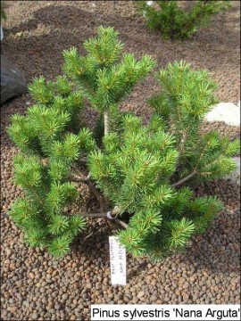 Pinus sylvestris 'Nana Arguta'