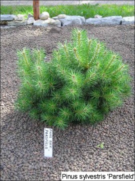 Pinus sylvestris 'Parsfield'