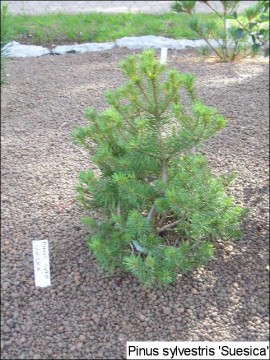 Pinus sylvestris 'Suecica'