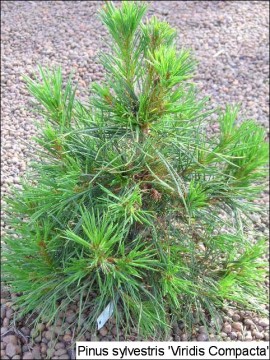 Pinus sylvestris 'Viridis Compacta'