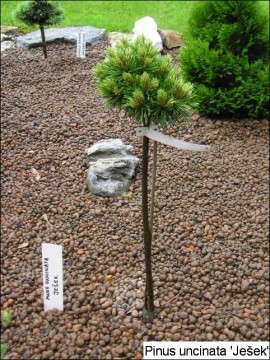 Pinus mugo 'Ježek'