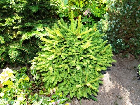 Picea abies 'Diffusa'