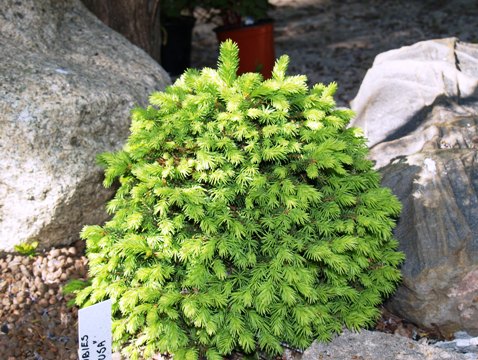 Picea abies 'Diffusa'