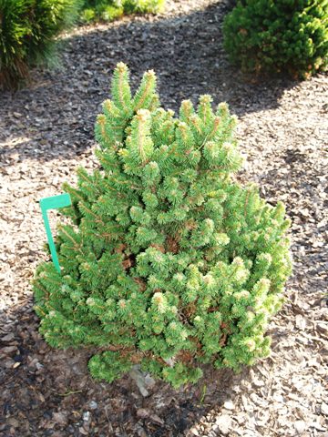 Picea abies 'Emsland'