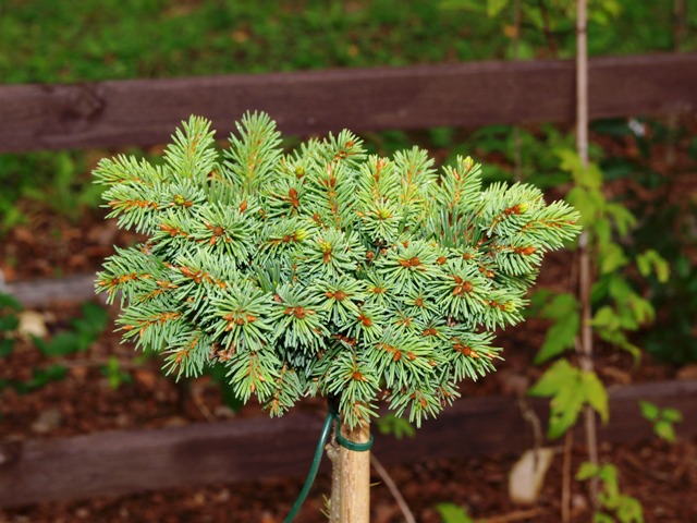 Picea abies 'Fabera'