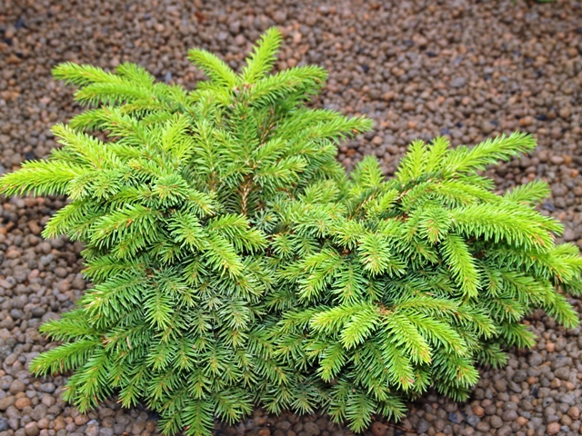 Picea abies 'Katka'