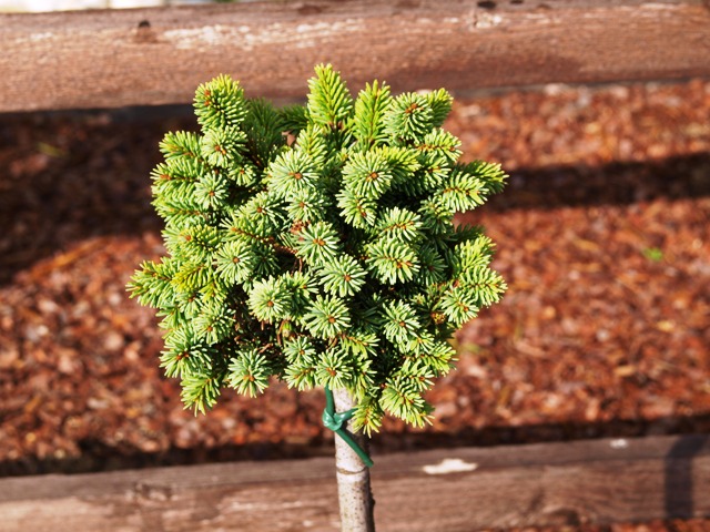 Picea abies 'Mouthneralm'