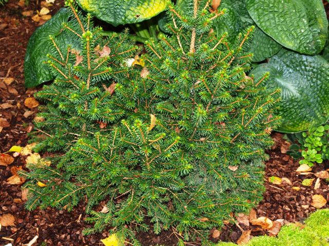 Picea abies 'Obergaertner Bruns'