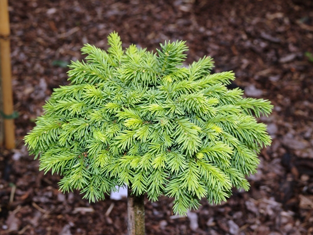 Picea abies 'Parsoni WB'