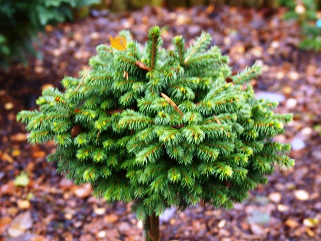 Picea abies 'Parsoni WB'