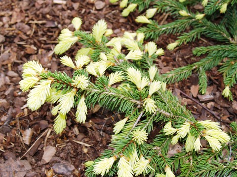 Picea abies 'Perry's Gold'