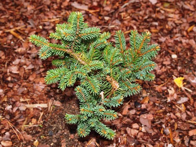 Picea abies 'Posposil WB'