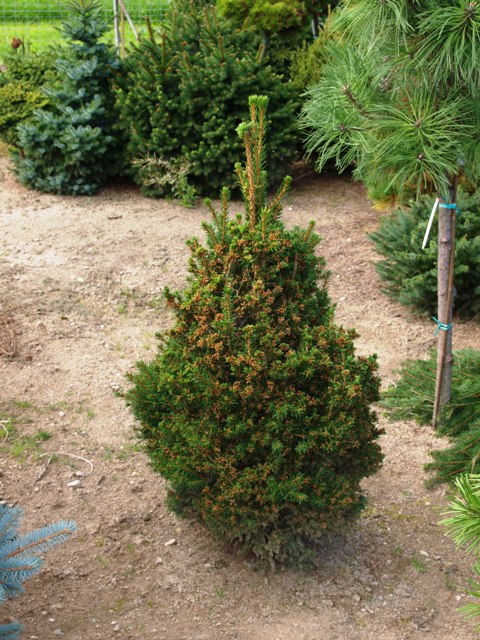 Picea abies 'Praga'