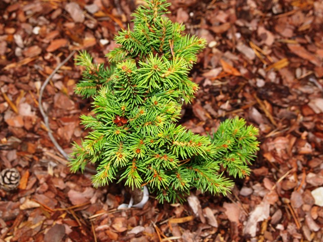 Picea abies 'Praga'