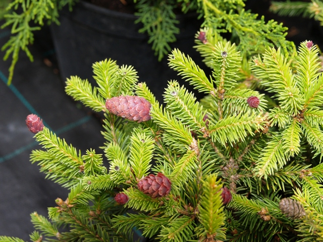 Picea abies 'Pusch'