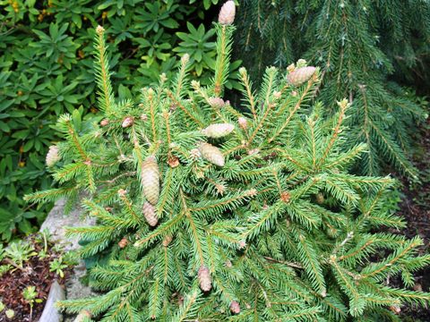 Picea abies 'Pusch'