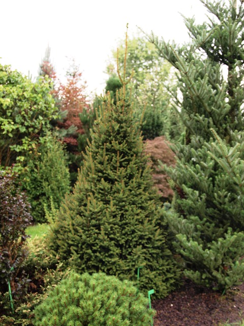 Picea abies 'Remontii'