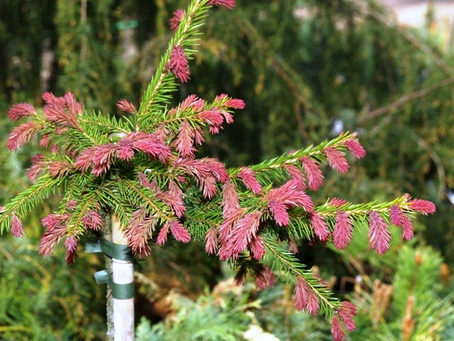 Picea abies 'Rydal'