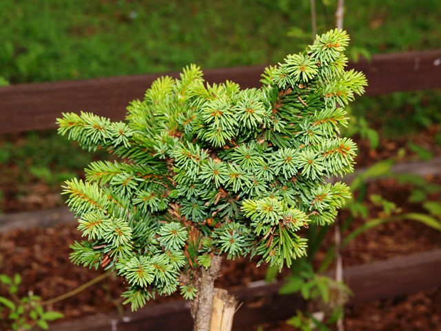 Picea abies 'Uvoz'