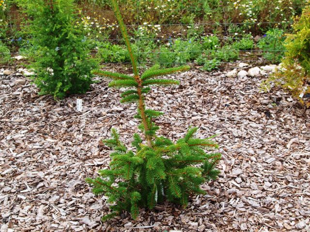 Picea abies 'Virgata Compact'