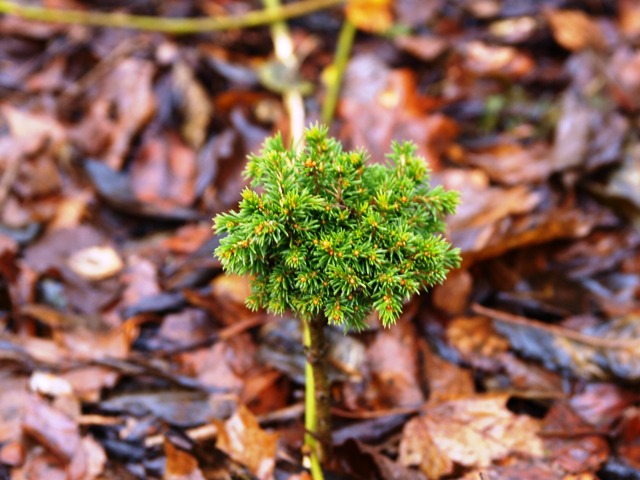Picea abies 'Witchel'