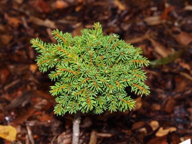 Picea abies 'Witchel'