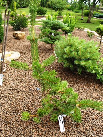 Pinus banksiana 'Arctis'