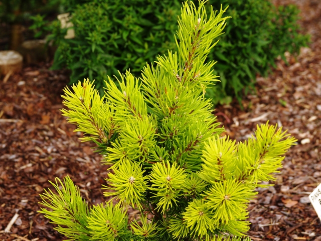 Pinus banksiana 'Banska Štjavnica'