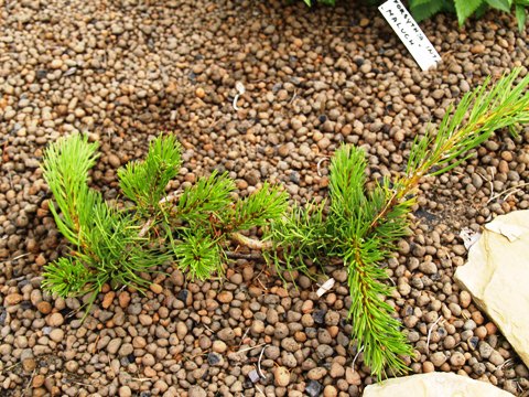 Pinus banksiana 'Uncle Fogy'