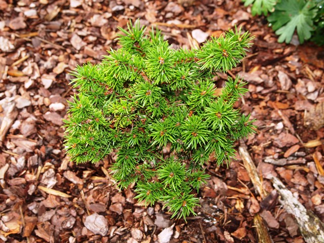 Pinus banksiana 'H.J. Welch'