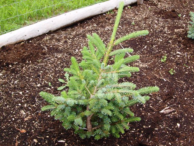 Picea bicolor 'Howell's Tigertail'