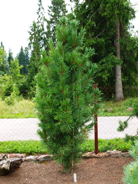 Pinus cembra 'Aureovariegata'