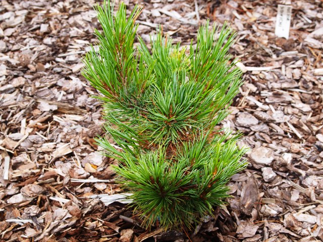 Pinus cembra 'Lilliput'