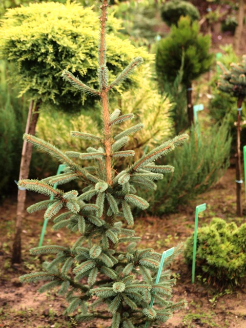 Picea engelmannii subsp. mexicana 