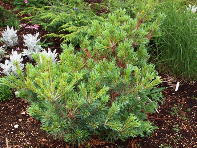 Pinus flexilis 'Pygmaea'