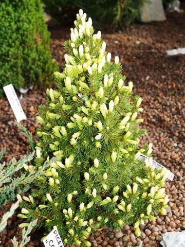 Picea glauca 'Conica Yellow'