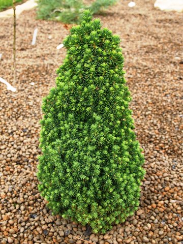 Picea glauca 'Lilliput'