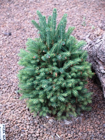 Picea glauca 'Pyramidalis'