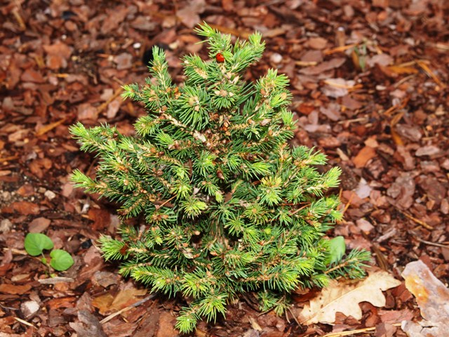 Picea glauca 'Xsawerow'
